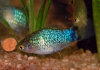 Пецилия голубая ситцевая (Xiphophorus maculatus Blue Calico Platy)