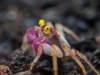 Краб Вампир Орхидея  (Geosesarma sp.) Orchid Vampire Crab