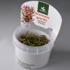 Аммания Изящная меристемная (Ammannia gracilis)