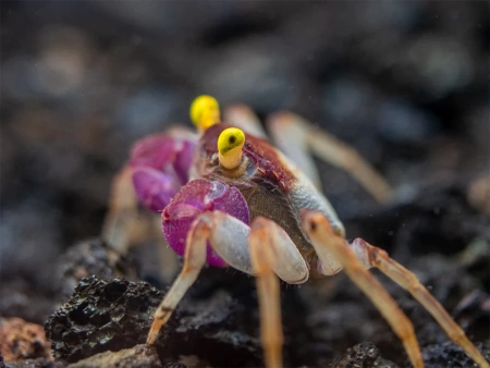 Краб Вампир Орхидея  (Geosesarma sp.) Orchid Vampire Crab