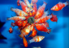 Пецилия красное сердце (Xiphophorus maculatus Bleeding Heart Platy)