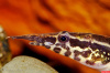 Макрогнатус Чернолинейный  (Macrognathus aral)  7-8 см