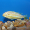 Цихлида Меланохромис Ауратус альбинос( Pseudotropheus auratus)