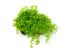 Микрантенум Монтекарло (Micranthemum Montecarlo)