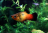 Пецилия триколор (Xiphophorus maculatus Showa Tricolor Platy)