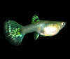 Гуппи кобра зеленая (Guppy Cobra green)