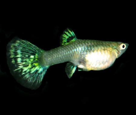 Гуппи кобра зеленая (Guppy Cobra green)