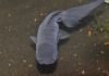 Оранда голубая (Goldfish Oranda blue)