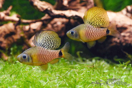 Барбус Ореихтис (Oreichthys crenuchoides)