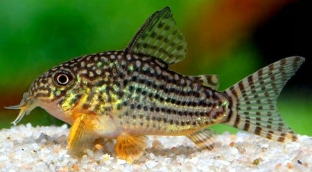 Коридорас Штерба (Corydoras sterbai) сом 2,5-3 см 