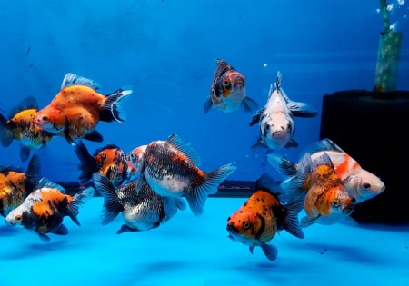 Риукин ситцевый короткохвостый (Goldfish Ryukin short tail calico)