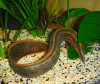 Мастацембел Краснополосый (Mastacembelus Erithrothaenia)  7-8 см