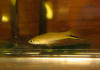 Меченосец Лимонный (Xiphophorus helleri lemon)