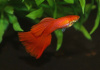Гуппи полностью красный альбинос (Guppy Full Red albino)