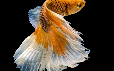 Петушок Халф Мун желтый бабочка самец (Betta splendens Halfmoon Yellow Butterfly)