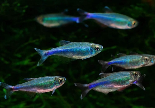Боелка фредкоха или тетра голубая (Boehlkea fredcochui. Blue Tetra)