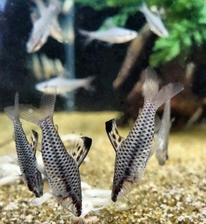 Хилодус Пятнистый  (Chilodus punctatus)  3,5-4 см