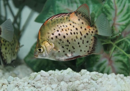 Аргус пятнистый краснолобый (Scatophagus argus atromaculatus)
