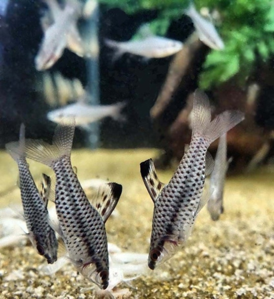 Хилодус Пятнистый  (Chilodus punctatus)  3,5-4 см