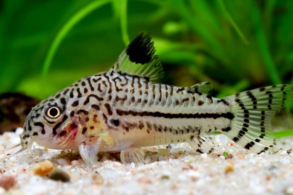 Коридорас Джули (Corydoras trilineatus/Julii) сом