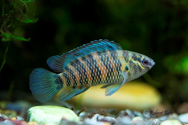 Бадис Бадис или Бадис хамелеон (Badis badis) 3 см