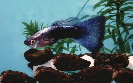 Гуппи синий Туркис (Guppy blue turquoise)
