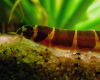 Акантофтальмус Кюля (Acanthophthalmus Pangio kuhlii) 5 см 