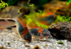 Коридорас Венесуэла орандж сом (Corydoras venezuelanus)