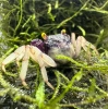 Краб Вампир Орхидея  (Geosesarma sp.) Orchid Vampire Crab