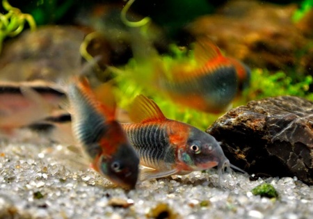Коридорас Венесуэла орандж сом (Corydoras venezuelanus)