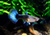 Гуппи синий Туркис (Guppy blue turquoise)