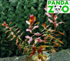 Ludwigia sp. Super Red- Людвигия супер ред  L073