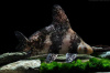 Парусник китайский чукучан (Myxocyprinus asiaticus)