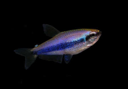 Тетра Керри (Inpaichthys-kerri) Пурпурная императорская тетра 2 см