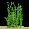 Бакопа Монье (Bacopa monnieri)