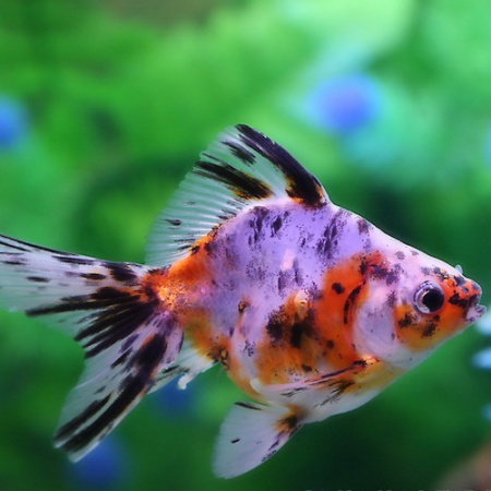 Риукин ситцевый с широким хвостом (Goldfish Ryukin calico broad tail)