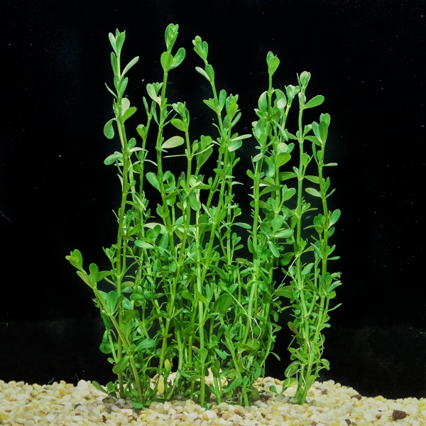 Бакопа Монье (Bacopa monnieri)