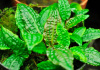 Криптокорина родственная аффинис (Cryptocoryne affinis)
