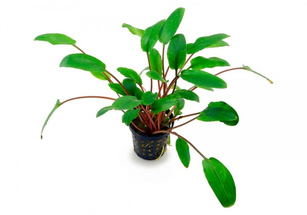Криптокорина зеленая Беккета (Cryptocoryne beckettii viridifolia)