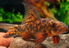 Лабео арлекин  конголезский (Labeo cyclorhynchus)