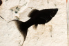 Моллинезия черная лирохвостая (Poecilia sphenops Black lyretail Molly)