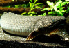 Полиптерус Орнатипиннис (Polypterus ornatipinnis) 15-16 см