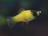 Пецилия пчелка (Xiphophorus maculatus Bumble bee Platy)