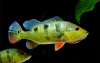 ЦИХЛА ОЦЕЛЛЯРИС (Cichla ocellaris) 4-4,5 см