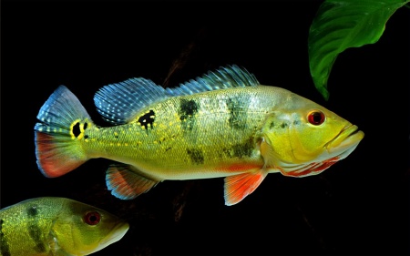 ЦИХЛА ОЦЕЛЛЯРИС (Cichla ocellaris) 4-4,5 см
