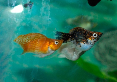 Моллинезия оранжевая парусный (Poecilia velifera orange Molly sailfin)
