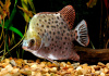 Аргус пятнистый краснолобый (Scatophagus argus atromaculatus)