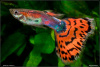 Гуппи красная мозаика (Poecilia reticulata red mosaic)