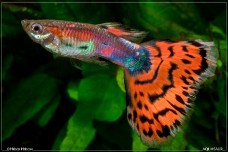 Гуппи красная мозаика (Poecilia reticulata red mosaic)