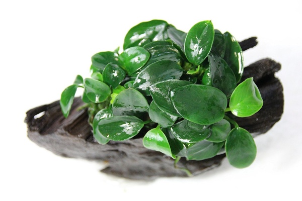 Анубиас Нана Петит на коряге 5-7 см  (Anubias nana)